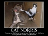 cat-norris