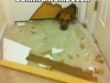 dog-under-stress
