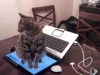 dont-sit-on-the-keyboard
