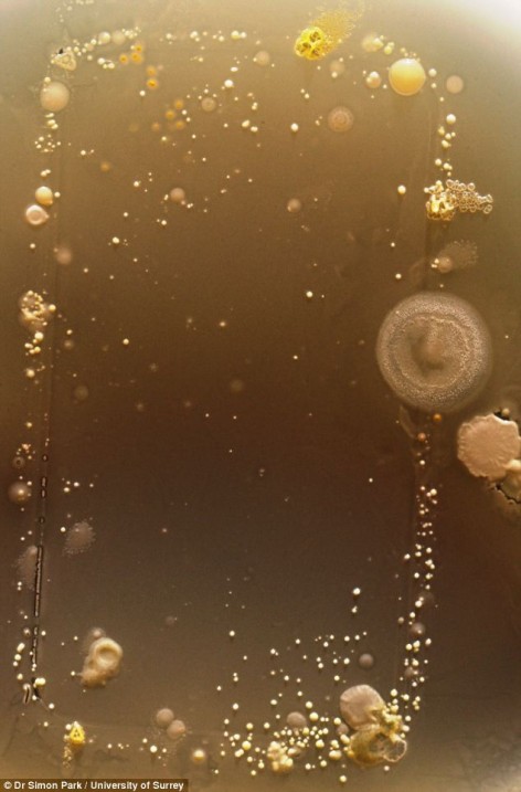 bacterie tel2