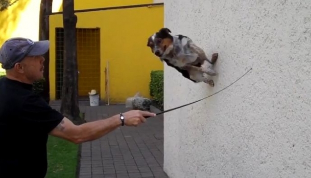 bad ass dog