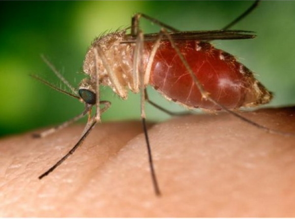 alergie_insecte
