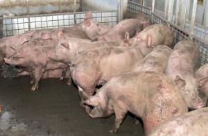 260083-porci
