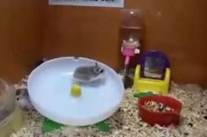 hamster1