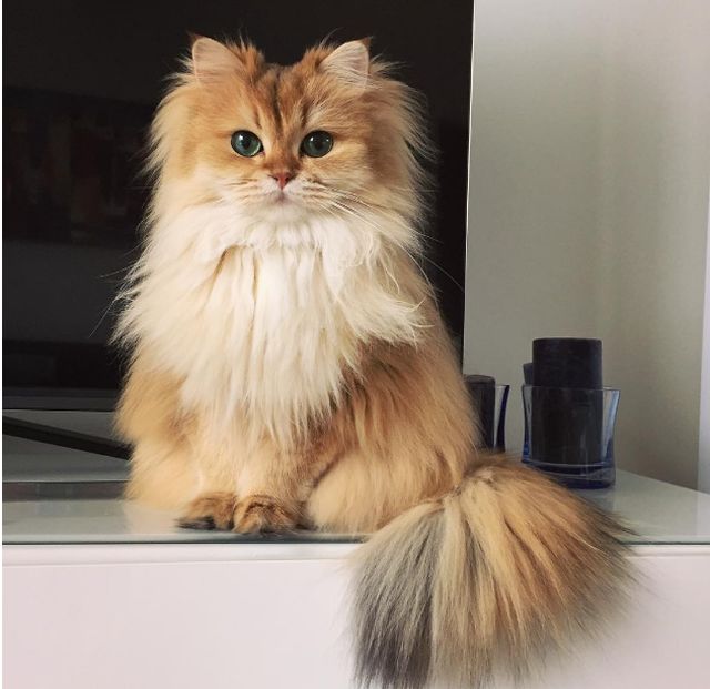 pisi