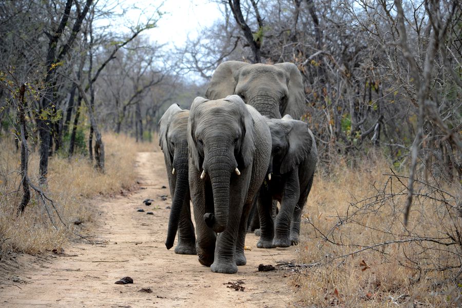 elefant-african-specie-disparitie-unsplash_descopera-2